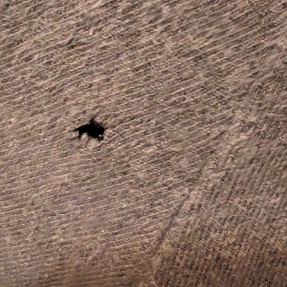 American Eagle Men's Short Sleeve T-shirt - Picture 4 of 5